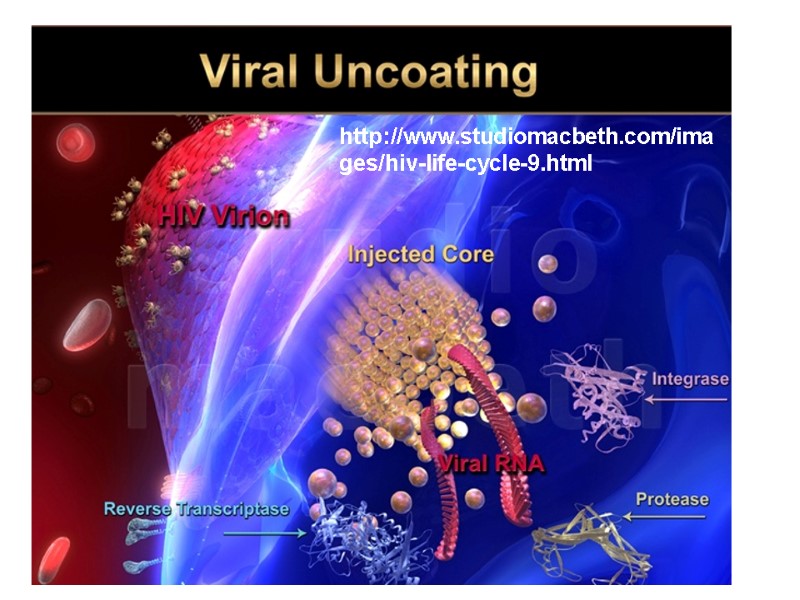 http://www.studiomacbeth.com/images/hiv-life-cycle-9.html